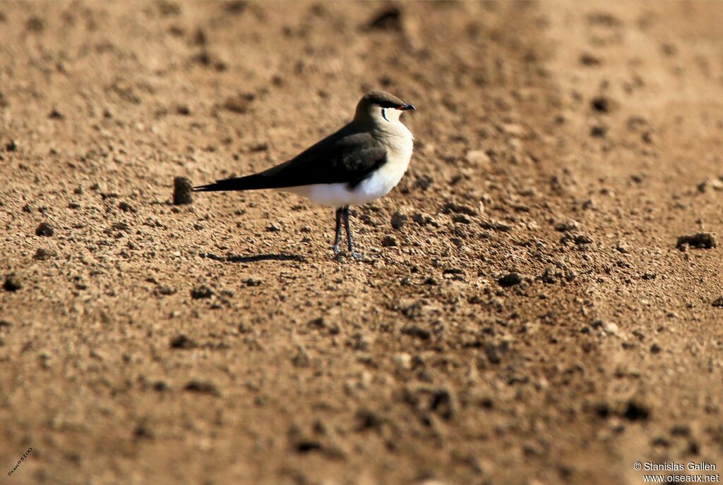 Black-winged Pratincoleadult