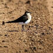 Black-winged Pratincole