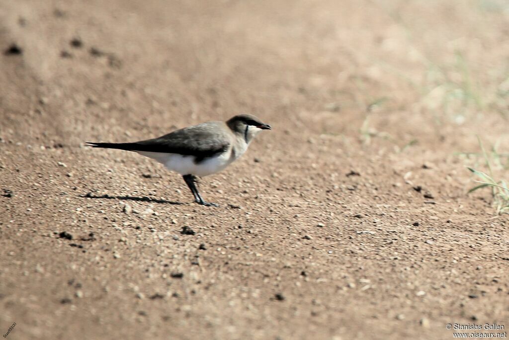 Black-winged Pratincoleadult