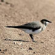 Black-winged Pratincole