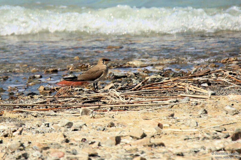 Collared Pratincoleadult