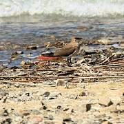 Collared Pratincole