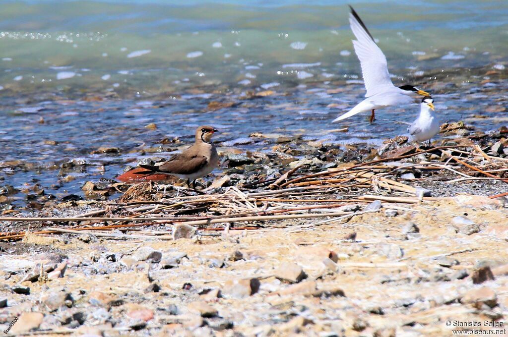 Collared Pratincoleadult