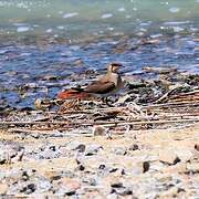 Collared Pratincole