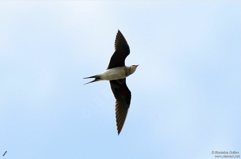 Collared Pratincoleadult, Flight