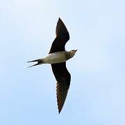 Collared Pratincole