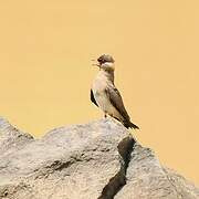 Rock Pratincole