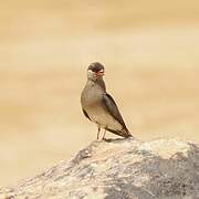 Rock Pratincole