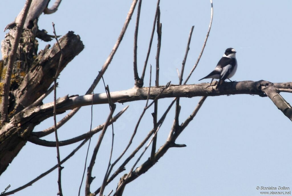 Collared Flycatcher male adult breeding