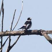 Collared Flycatcher