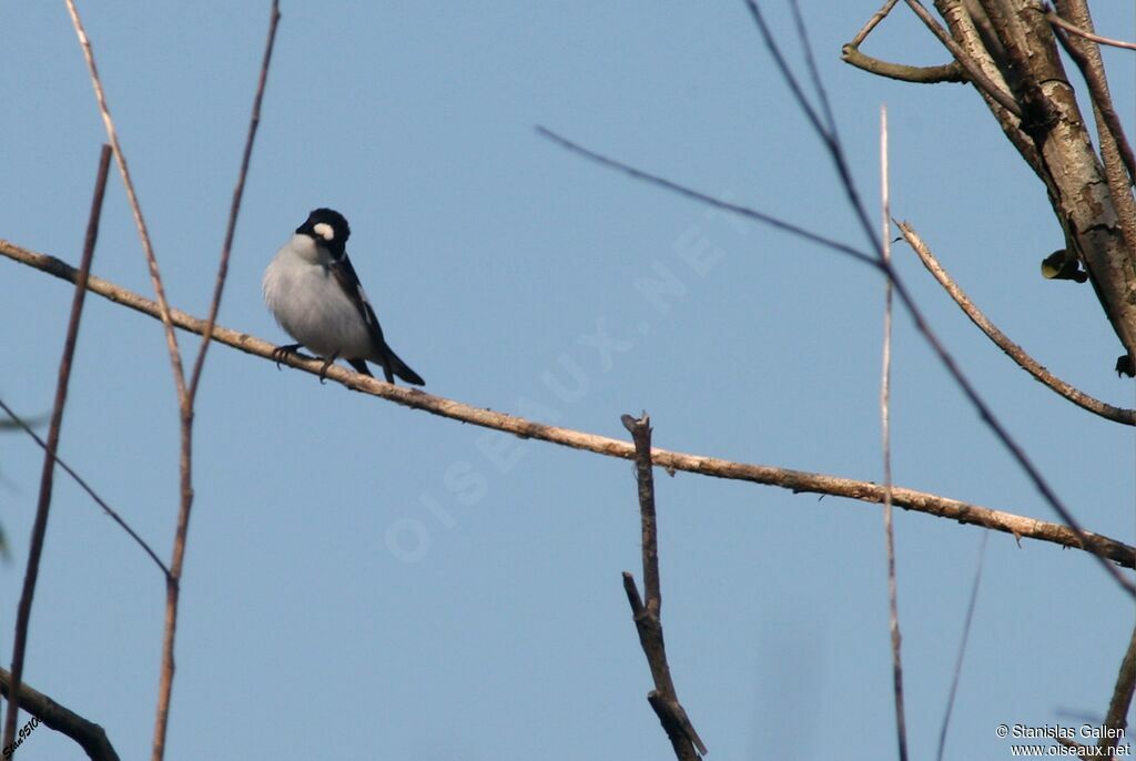 Collared Flycatcher male adult breeding