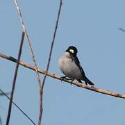 Collared Flycatcher