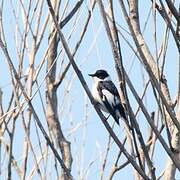 Collared Flycatcher