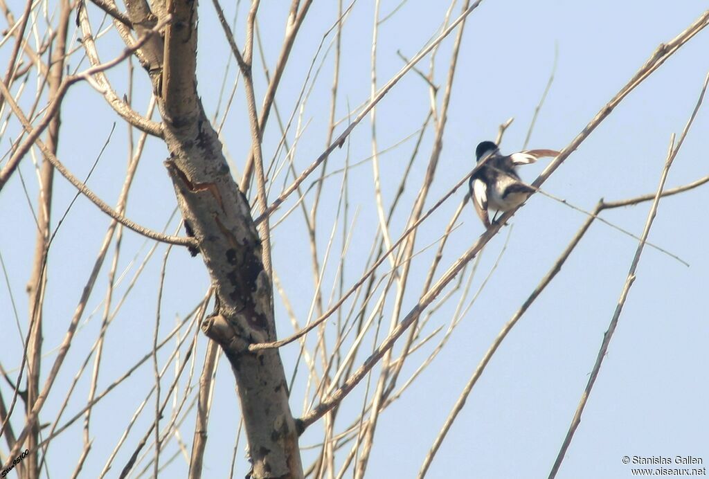 Collared Flycatcher male adult breeding