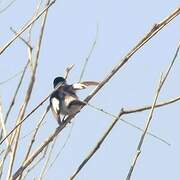 Collared Flycatcher