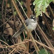 White-browed Forest Flycatcher