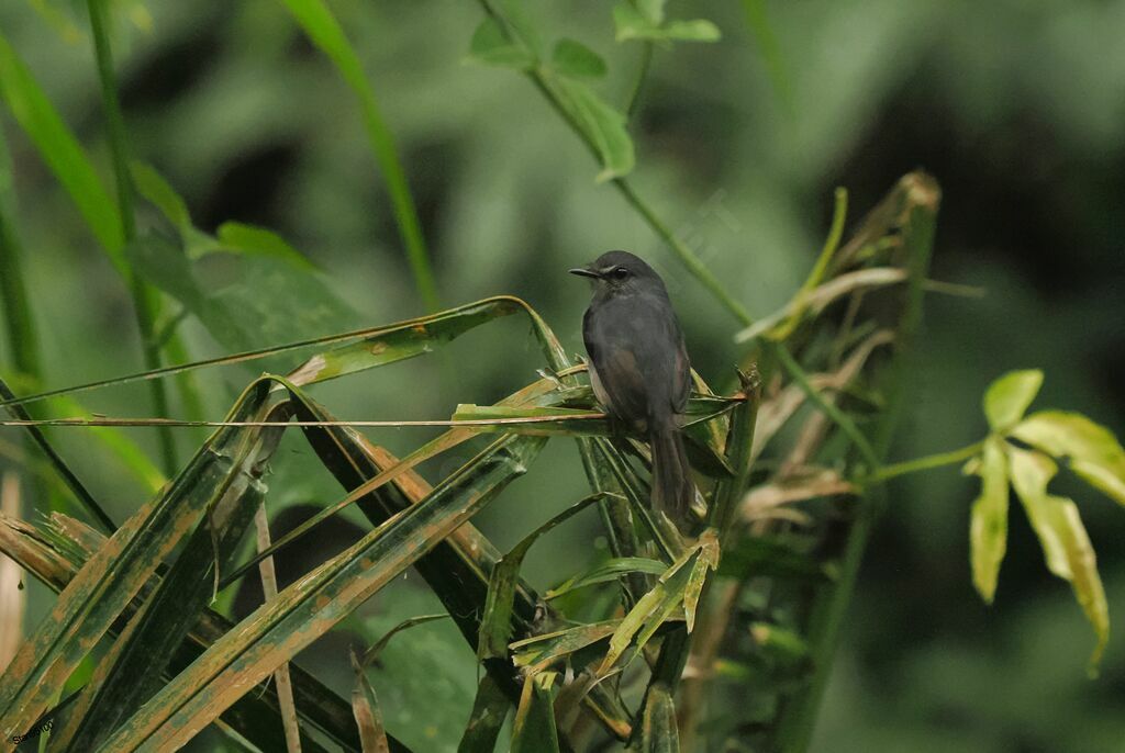 Dusky-blue Flycatcher male adult breeding