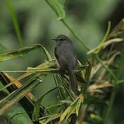 Dusky-blue Flycatcher