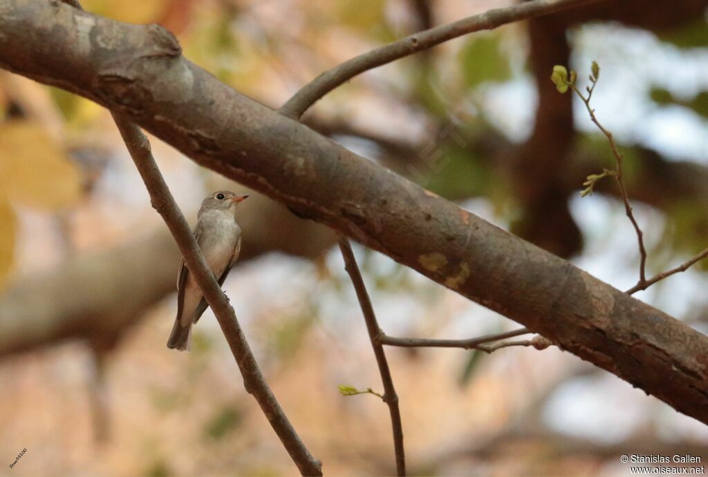 Asian Brown Flycatcheradult