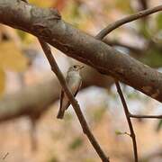 Asian Brown Flycatcher