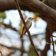 Asian Brown Flycatcher