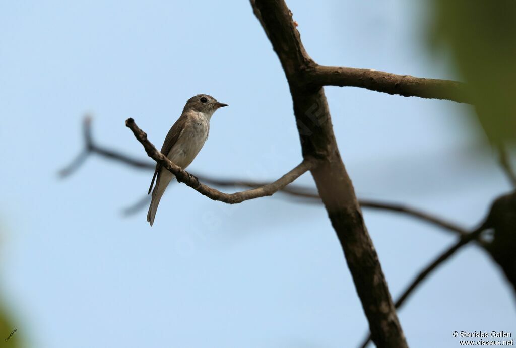 Asian Brown Flycatcheradult