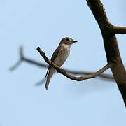 Asian Brown Flycatcher