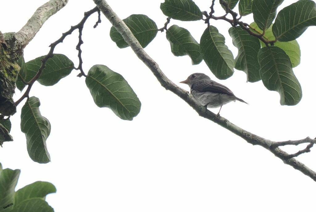 Little Grey Flycatcheradult