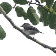 Little Grey Flycatcher