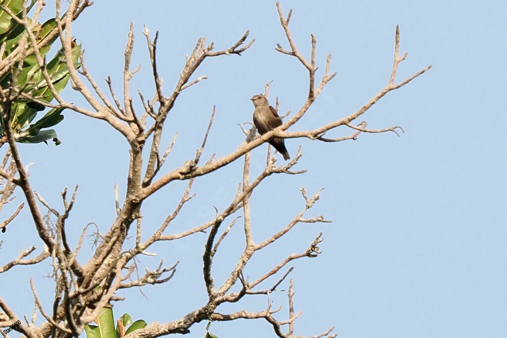 Ussher's Flycatcher male adult breeding