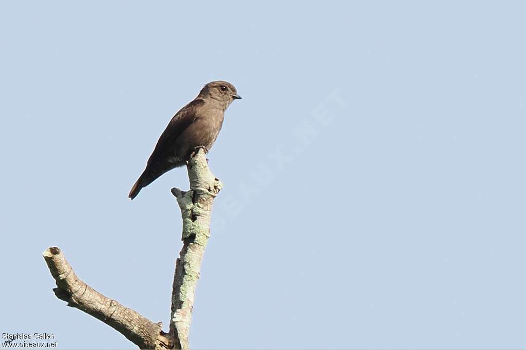 Ussher's Flycatcher male adult breeding