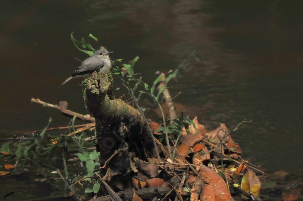 Cassin's Flycatcheradult breeding