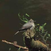 Cassin's Flycatcher