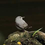 Cassin's Flycatcher