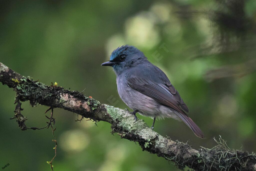 Dull-blue Flycatcher male adult transition