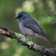 Dull-blue Flycatcher