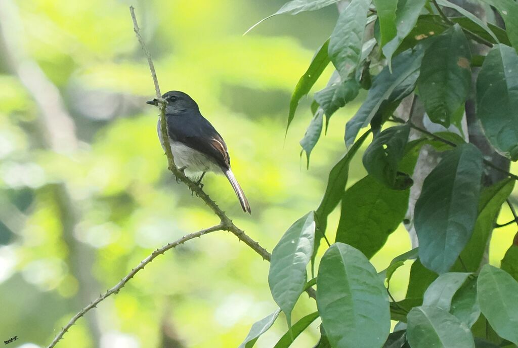 Tessmann's Flycatcher male adult breeding