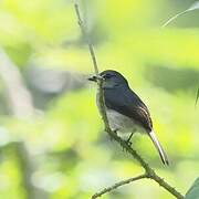 Tessmann's Flycatcher