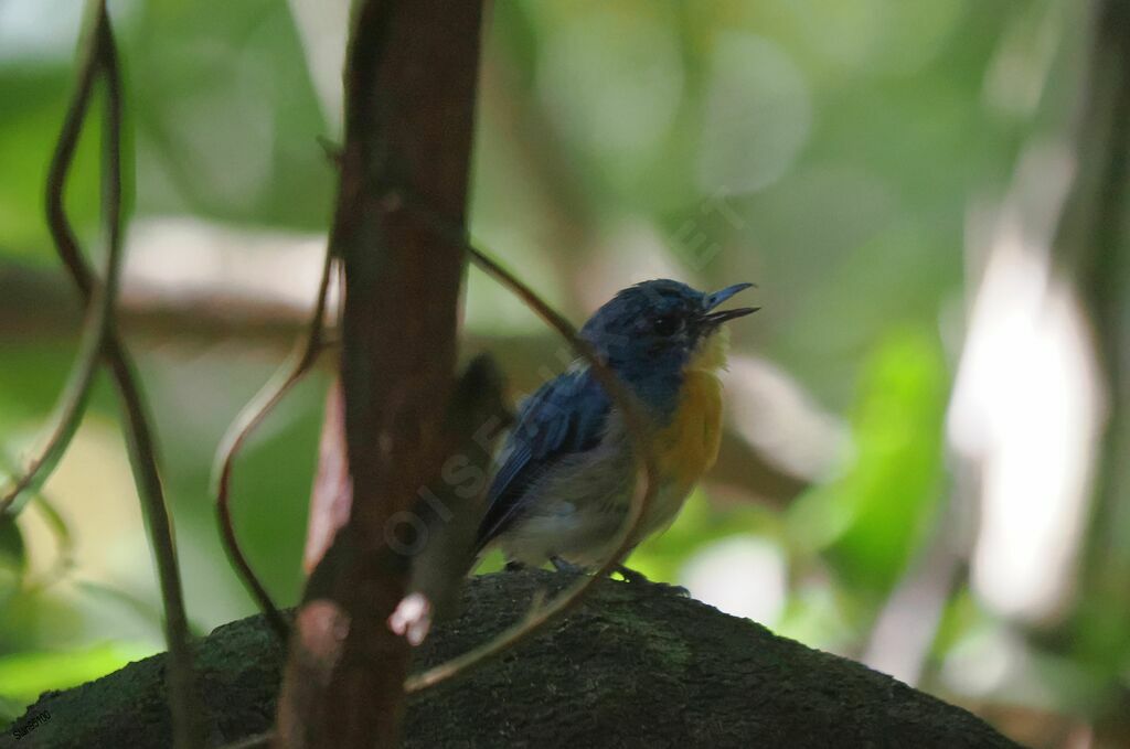 Tickell's Blue Flycatcher male adult