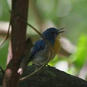 Tickell's Blue Flycatcher