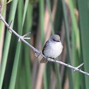 Swamp Flycatcher