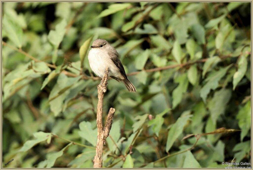 Swamp Flycatcher male adult