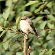 Swamp Flycatcher