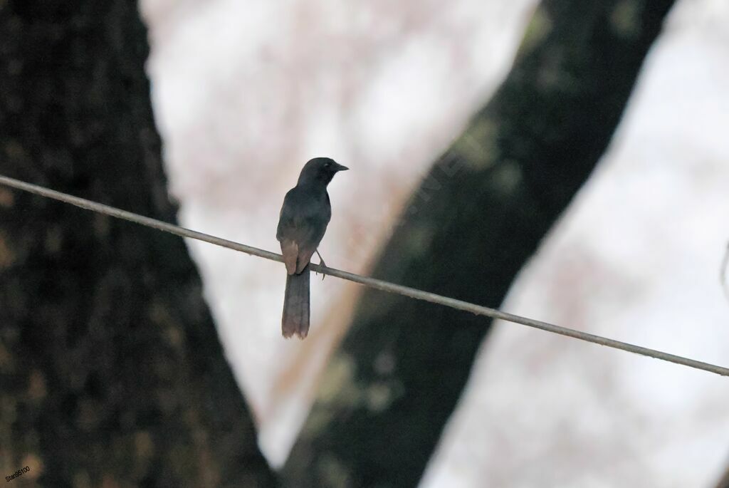 Gobemouche drongo mâle adulte