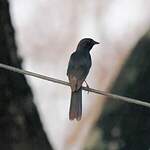 Gobemouche drongo