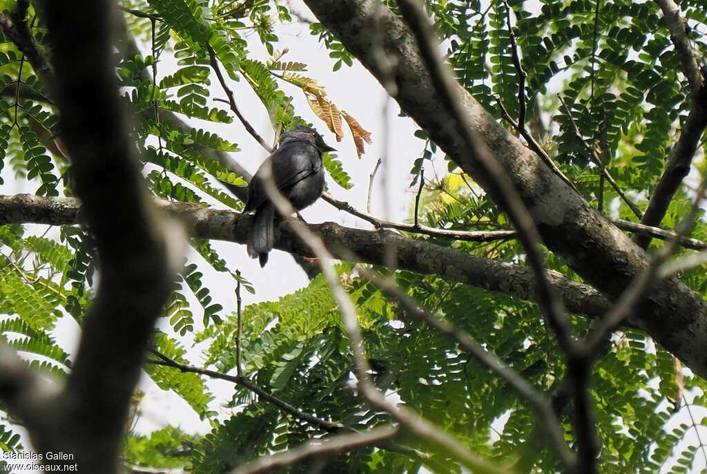 Nimba Flycatcher male adult breeding, song