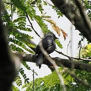 Nimba Flycatcher