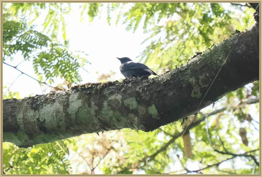 Nimba Flycatcher male adult, song