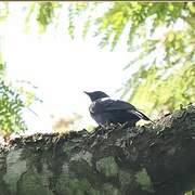 Nimba Flycatcher