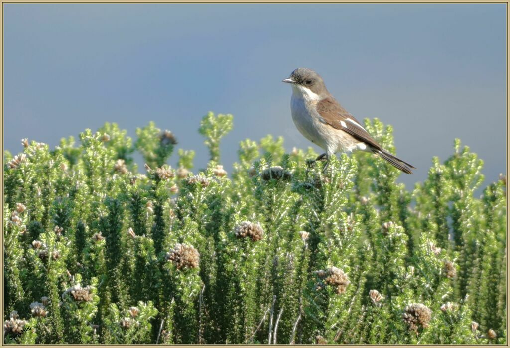 Fiscal Flycatcher male adult